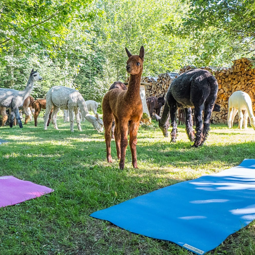 Alpaka Yoga
